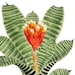 see more listings in the Plants and Flowers section