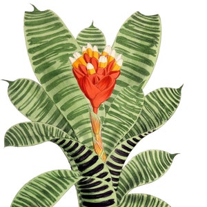 Tillandsia Bromélia Cartão de Nota em Branco Aniversário Páscoa Feito à Mão Primavera Botânico Feriado Obrigado