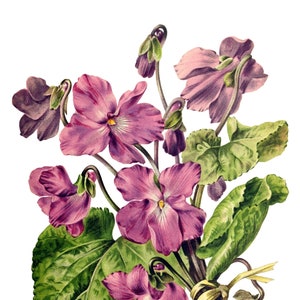 Cartão de nota de imagem vintage violeta, jardim eduardiano vitoriano, aniversário, feito à mão, obrigado