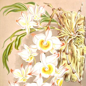 Cartão de nota em branco de orquídea dendrobium vintage flor de jardim primavera dia dos namorados aniversário feito à mão baile obrigado melhoras