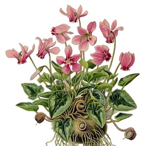 Mooie schattige kleine cyclaambloemen blanco notitiekaart handgemaakte vakantie verjaardag bedankt