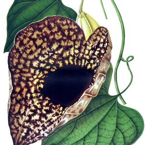 Carte de correspondance vintage Aristolochia, jardin édouardien victorien, anniversaire fait main, merci