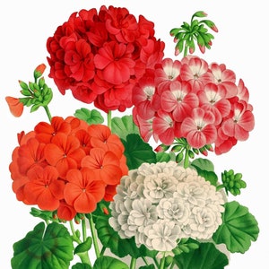 Cartão de nota em branco com flores de gerânios, feito à mão, jardim de férias, aniversário, obrigado