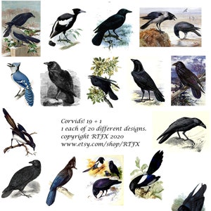 Corvids-19 Plus 1 Natural History Ravens Rooks Crows Jays Blank Note Cards Birthday Thank You Get Well