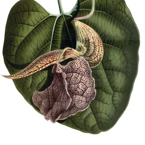 Aristolochia vintage Image carte pour l'obtention du diplôme jardin anniversaire fait main Merci