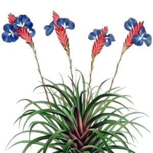 Tillandsia Bromélia Cartão de Nota em Branco Aniversário Páscoa Feito à Mão Primavera Botânico Feriado Obrigado