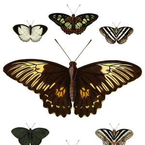 Carte de correspondance vierge avec image vintage papillon fête des mères Pâques fait main printemps anniversaire remise des diplômes merci