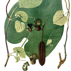 Carte de correspondance vintage Aristolochia, jardin édouardien victorien, anniversaire fait main, merci