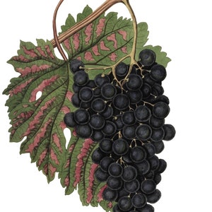 Cartes de correspondance vintage Raisins Fruits Jardin Fête des Mères Récolte d'automne Merci
