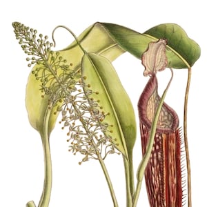 Nepenthes Species Vintage Image Blank Note Card Planta carnívora Aniversário Obrigado