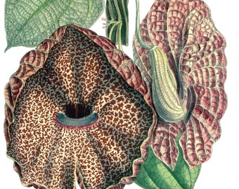 Aristolochia  Vintage Image Note Card Victorian Edwardian Garden Birthday Hand Made Thank You