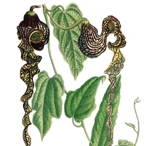 Carte de correspondance vintage Aristolochia, jardin édouardien victorien, anniversaire fait main, merci