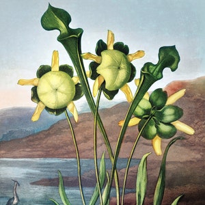 Tarjeta de felicitación con imagen vintage de planta carnívora Sarrecenia, para cumpleaños, agradecimiento y recuperación.