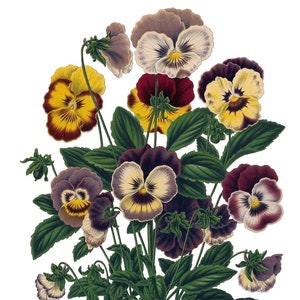 Viola Vintage Imagem Cartão de Nota Vitoriano Edwardian Garden Aniversário Feito à Mão Obrigado