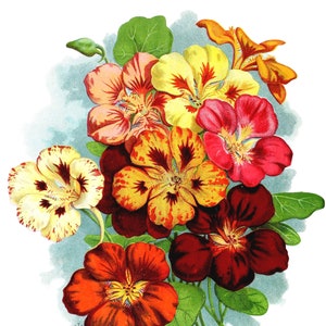 Carte de correspondance vierge avec fleur de capucine, faite main, vacances, printemps, jardin, anniversaire, merci