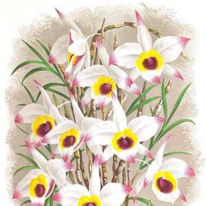Cartão de nota em branco de orquídea dendrobium vintage flor de jardim primavera dia dos namorados aniversário feito à mão baile obrigado melhoras