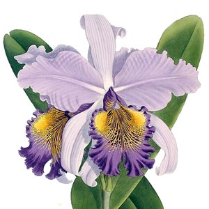 Carte de correspondance vierge Cattleya orchidée vintage fleur de jardin printemps Saint-Valentin anniversaire fait main bal de fin d'année Merci rétablissement