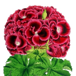 Cartão de nota em branco com flores de gerânios, feito à mão, jardim de férias, aniversário, obrigado