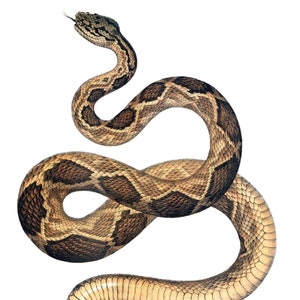 Cartão de Nota com Ilustração de História Natural de Cobra, Feito à Mão, Imagem Vintage, Feriado, Aniversário, Obrigado