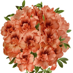 Carte de correspondance vierge avec fleur d'azalée vintage faite main, anniversaire, jardin, merci, guérissez