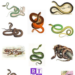 Snake Collection #2 Vintage Bild Blanko Karte Handgemacht Reptil Geburtstag 10 Designs Danke