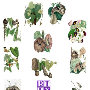 Colección Aristolochia 3 Imágenes Vintage Tarjeta de Nota Hecha a Mano Cumpleaños Agradecimiento Festividad Victoriana Eduardiana
