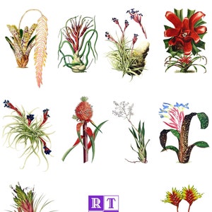 Bromeliad and Tillandsia Collection 2 Set of 10 Blank Cards Handmade Vintage Images Birthday Spring Thank You image 1