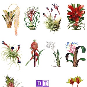 Broméliacées et Tillandsia Collection 2 lot de 10 cartes vierges Images vintage faites main anniversaire printemps Merci