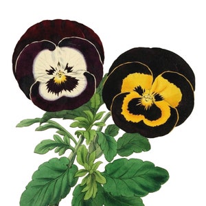 Cartão de nota de imagem vintage Pansy, jardim vitoriano eduardiano, aniversário, feito à mão, obrigado