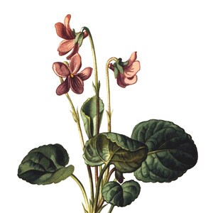 Cartão de agradecimento com imagem vintage Viola, estilo vitoriano eduardiano, jardim, aniversário, feito à mão