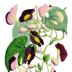 Carte de correspondance vintage Aristolochia, jardin édouardien victorien, anniversaire fait main, merci