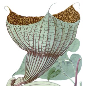 Carte de correspondance vintage Aristolochia, jardin édouardien victorien, anniversaire fait main, merci