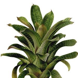 Tillandsia Bromélia Cartão de Nota em Branco Aniversário Páscoa Feito à Mão Primavera Botânico Feriado Obrigado