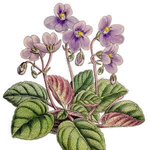 Carte de correspondance vintage violettes, jardin édouardien victorien, anniversaire fait main, merci