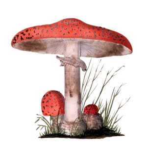 Agaric Rubescens champignon vénéneux carte vierge remise des diplômes anniversaire printemps fait main vacances merci