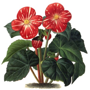 Carte de correspondance vierge fleur de bégonia fait main pour les fêtes, anniversaire, jardin, merci
