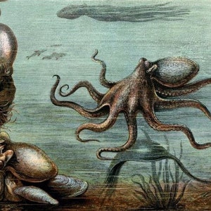 Vintage Giant Pacific Octopus Illustration Blank Card Nature Ocean Birthday Thank You