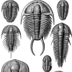 Trilobites Fóssil Imagem Vintage Criatura Marinha Cartões Feitos à Mão em Branco Aniversário Férias Obrigado