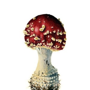 Agaricus muscarius champignon vénéneux carte vierge remise des diplômes anniversaire printemps fait main vacances merci
