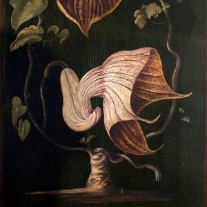 Carte de correspondance vintage Aristolochia, jardin édouardien victorien, anniversaire fait main, merci