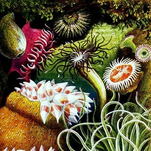 Cartão de nota em branco de anêmonas do mar feito à mão natureza aniversário feriado cartão postal de agradecimento
