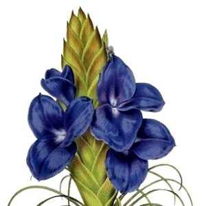 Tillandsia Bromélia Cartão de Nota em Branco Aniversário Páscoa Feito à Mão Primavera Botânico Feriado Obrigado
