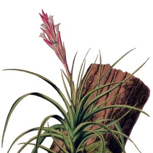Tillandsia Bromélia Cartão de Nota em Branco Aniversário Páscoa Feito à Mão Primavera Botânico Feriado Obrigado
