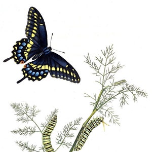 Carte de correspondance vierge avec image vintage papillon fête des mères Pâques fait main printemps anniversaire remise des diplômes merci