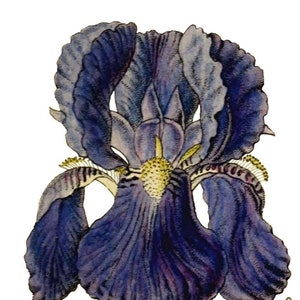 Carte de correspondance vierge avec fleurs d'iris vintage faite main pour les fêtes d'anniversaire, jardin, merci, rétablissement