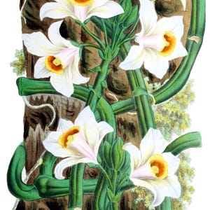 Cartão de agradecimento em branco com orquídea phalaenopsis, flor de jardim vintage, primavera, dia dos namorados, aniversário, baile de formatura, feito à mão, obrigado, melhoras