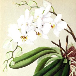 Cartão de agradecimento em branco com orquídea phalaenopsis, flor de jardim vintage, primavera, dia dos namorados, aniversário, baile de formatura, feito à mão, obrigado, melhoras