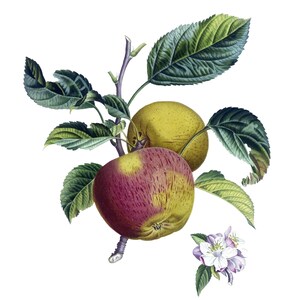 Pommes Fruits Cartes de correspondance vintage Jardin Fête des Mères Récolte d'automne Merci