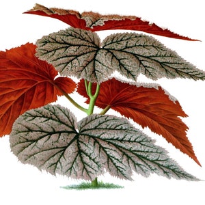 Carte de correspondance vierge fleur de bégonia fait main pour les fêtes d'anniversaire dans le jardin Merci de vous rétablir