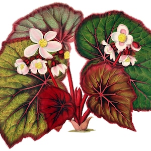 Carte de correspondance vierge fleur de bégonia fête des mères Pâques fait main printemps Merci anniversaire